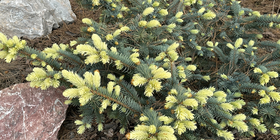 Почему я больше не покупаю ели с цветными приростами