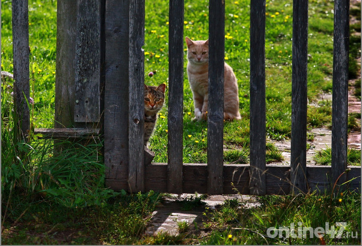 фото: Валентин Илюшин/Online47
