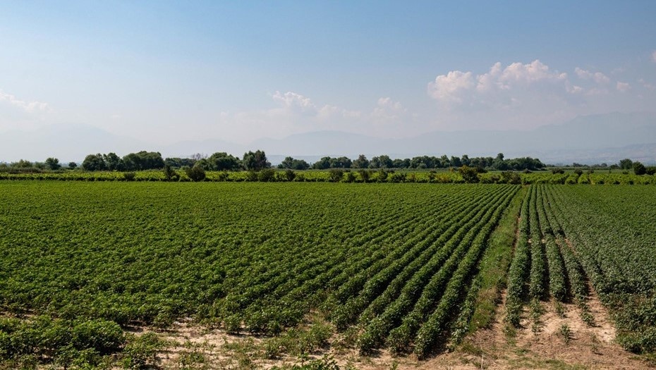 Автор фото: Михаил Тихонов / "Деловой Петербург". Сельскохозяйственные угодья. Иллюстрация.