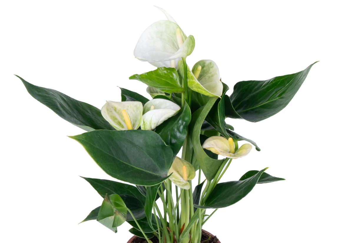 Anthurium Namora