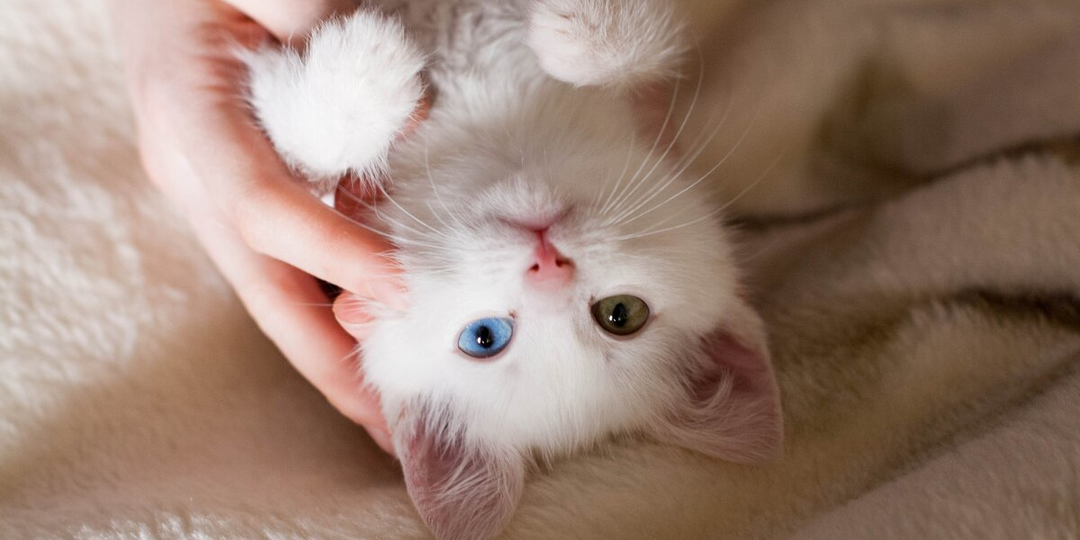 🐱Обязательные вопросы владельца кошки, которые нужно задать ветеринару