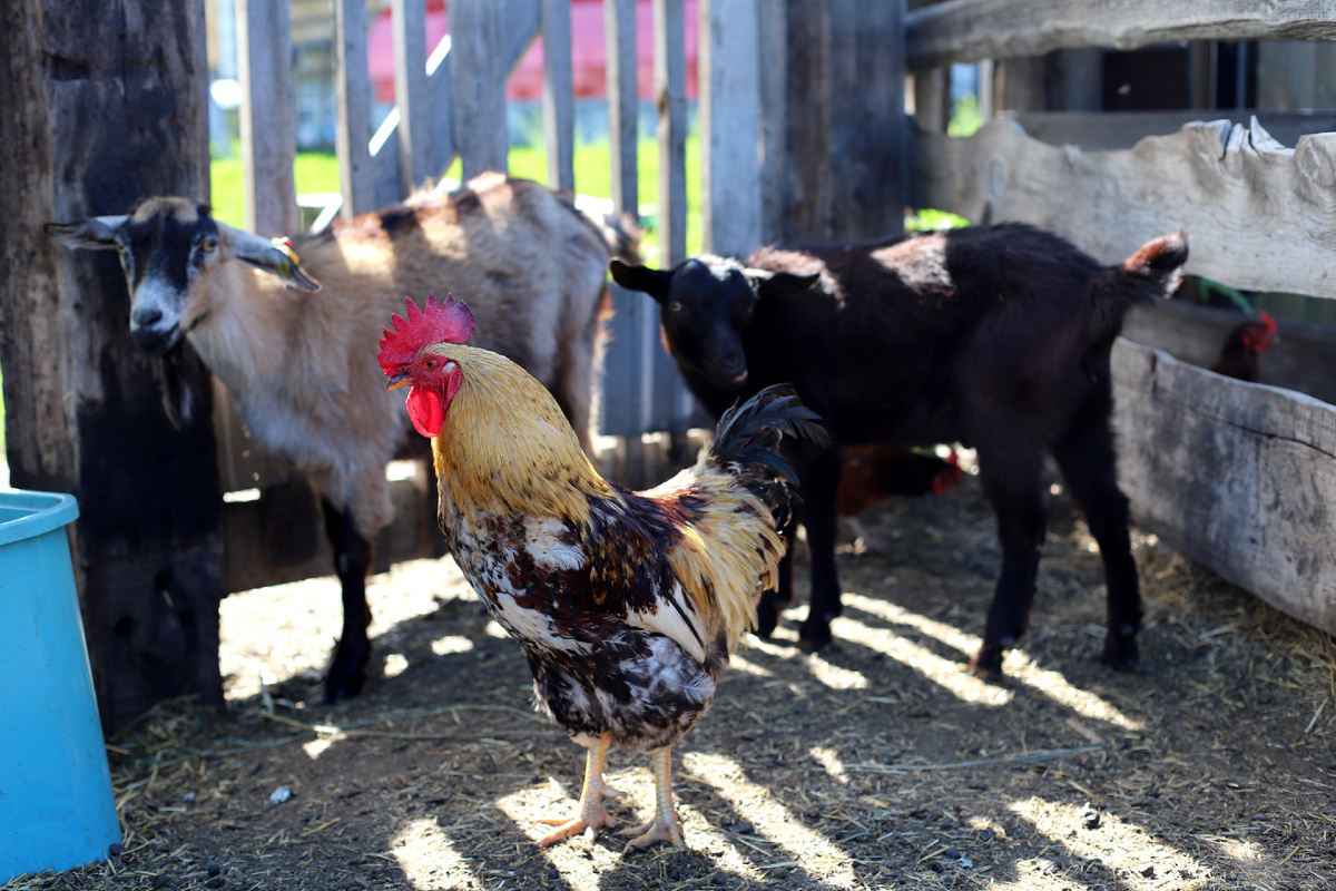 Хозяин двора - петушок