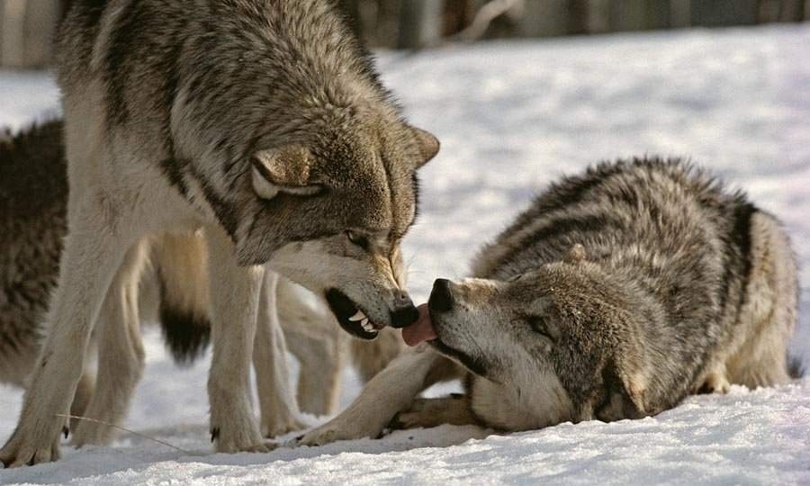 Агрессивны ли волки?