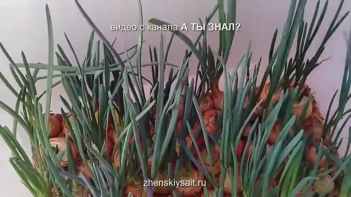 Как вырастить зеленый лук на подоконнике зимой