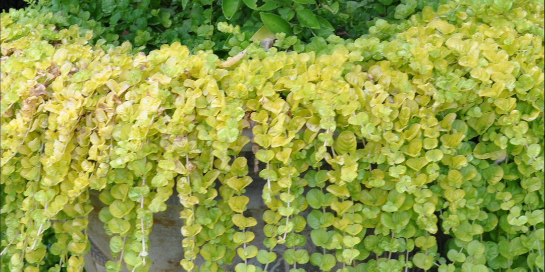 ВЕРБЕЙНИК МОНЕТЧАТЫЙ- уникальный почвопокровник и эффектное ампельное растение одновременно.