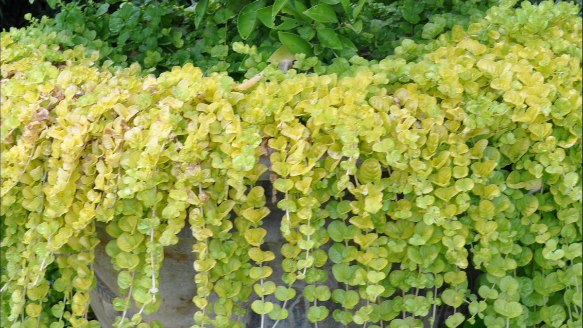 Фото в открытом доступе.