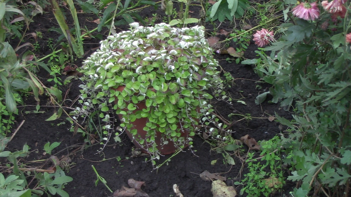 Дихондра. Фото автора