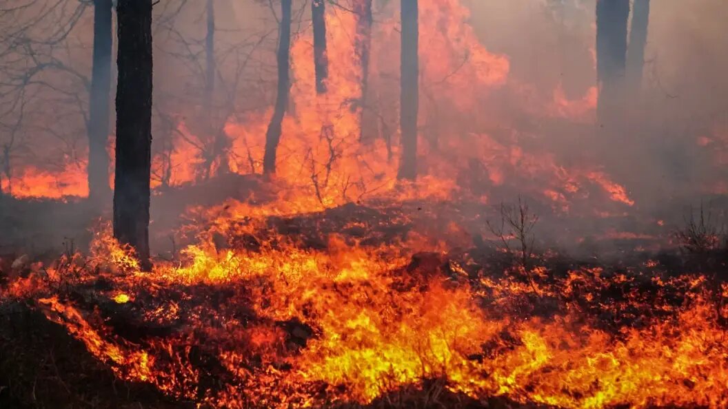    фото: Коллаж Царьграда