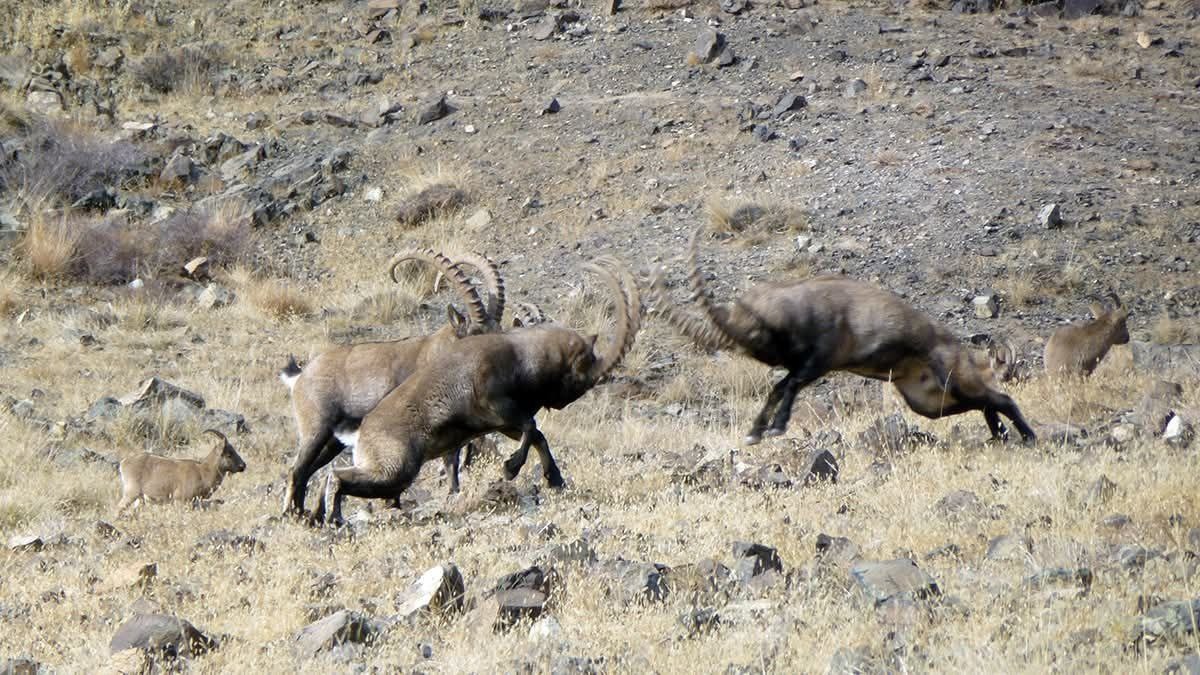 Дикие козероги во время боев за самок. (с) Prasenjeet Yadav & SLCF-Mongolia
