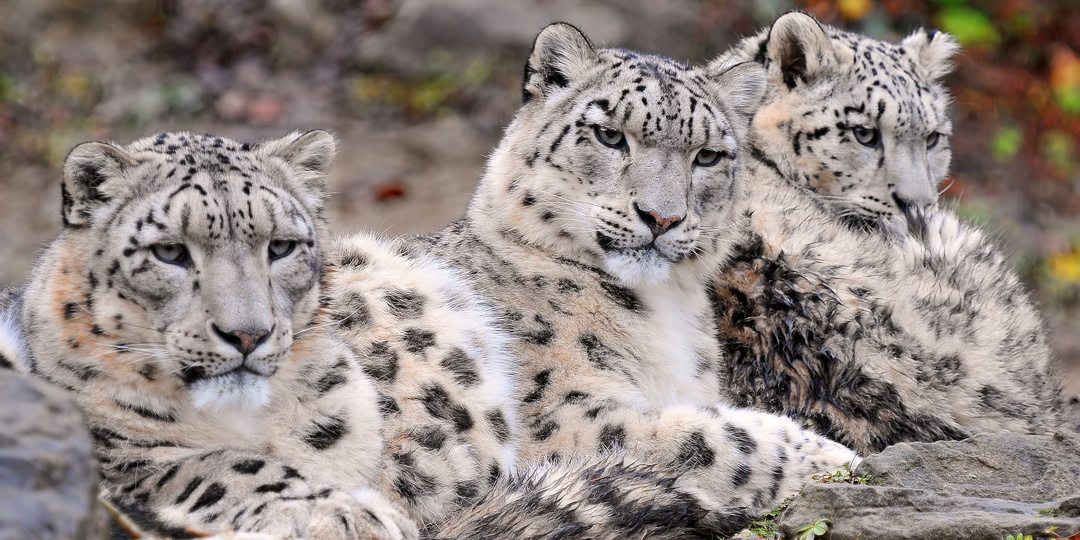 Почему снежным барсам мешают дороги