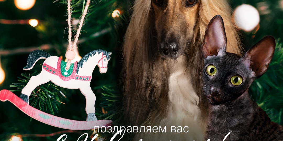 С Новым годом! 🎄🐾
