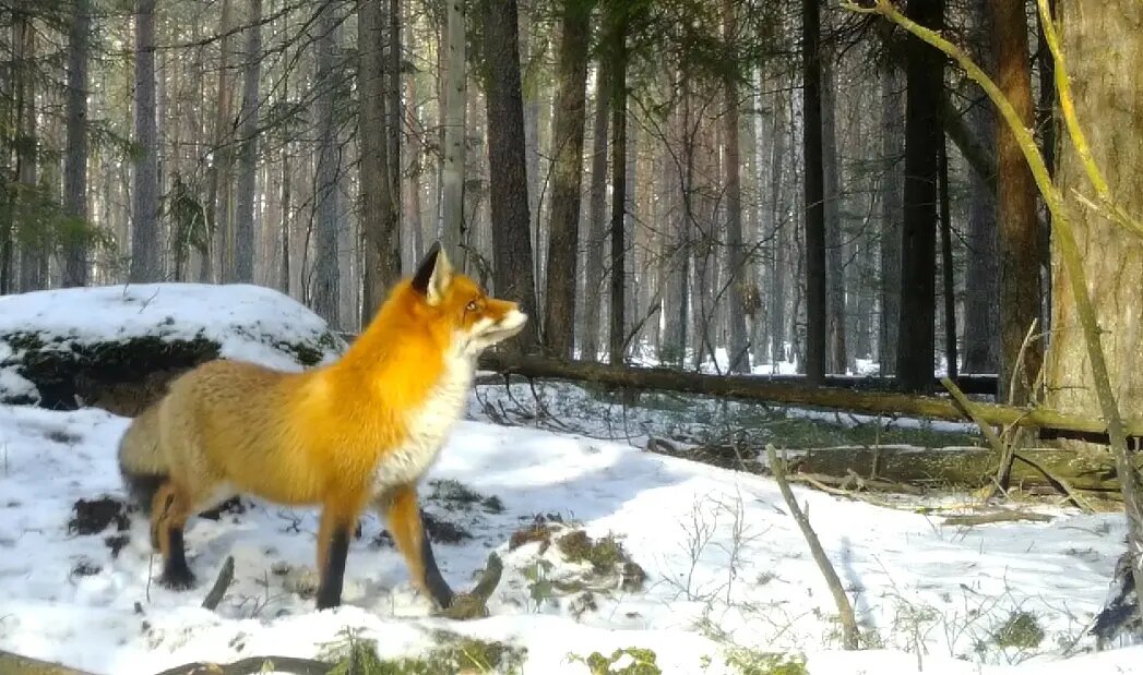    Фото: группа ВК биолога Павла Глазкова «Каждой твари по паре»