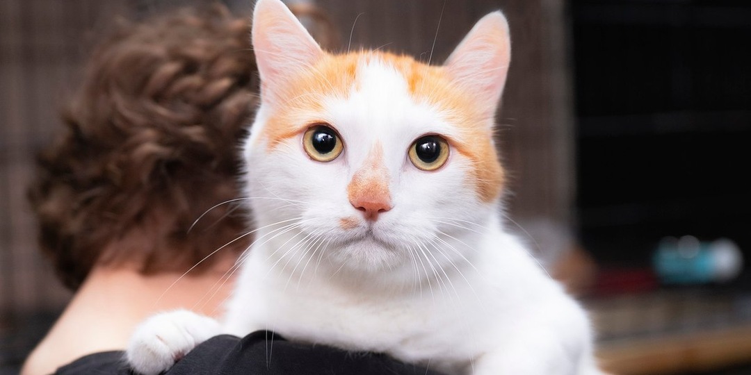 Сердца, ищущие дом: истории кошек из «Муркоши»