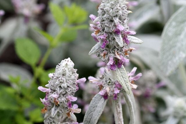 Цветущий чистец