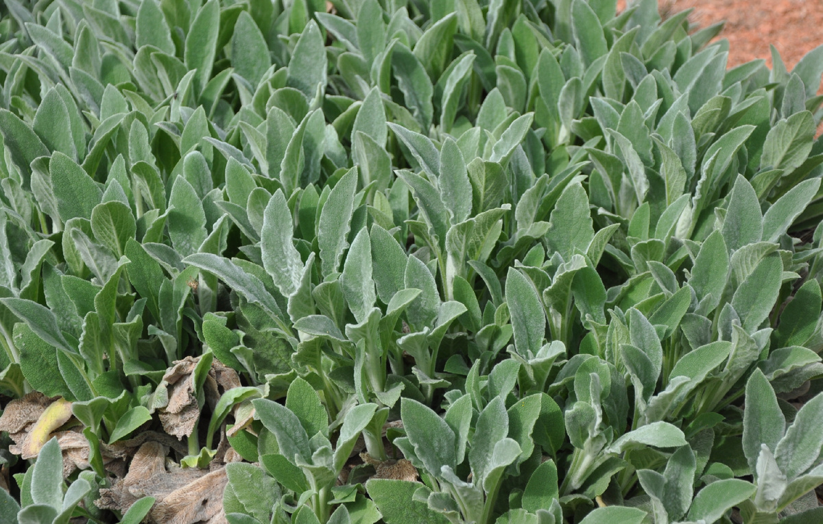 Плотный ковер чистеца сформированый в течении 2х лет. 