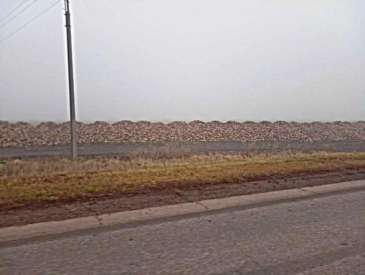    Свекла на поле / Фото автора