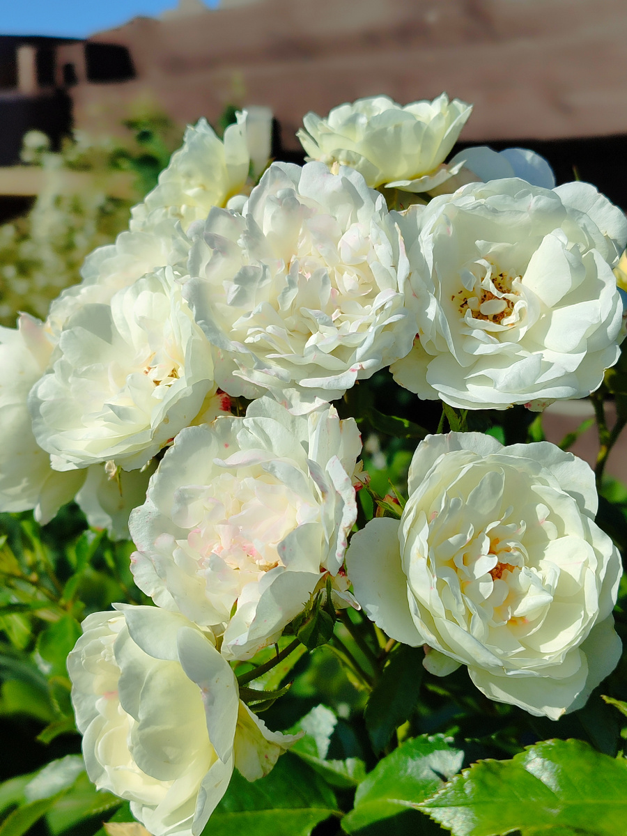 Вайсе Вольке