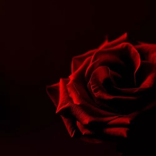 Изображение взято из открытых источников интернета. 