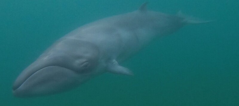    Фото: wikipedia.org