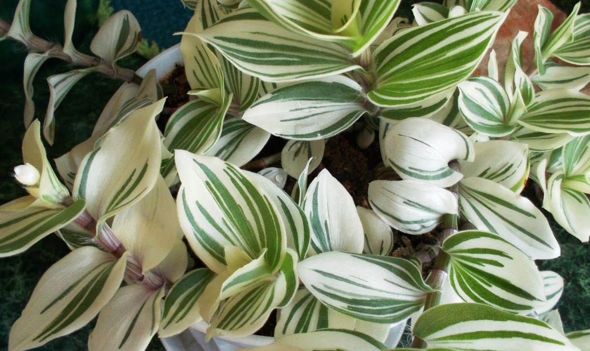 Традесканция полосатая. Источник фото: https://ir.ozone.ru