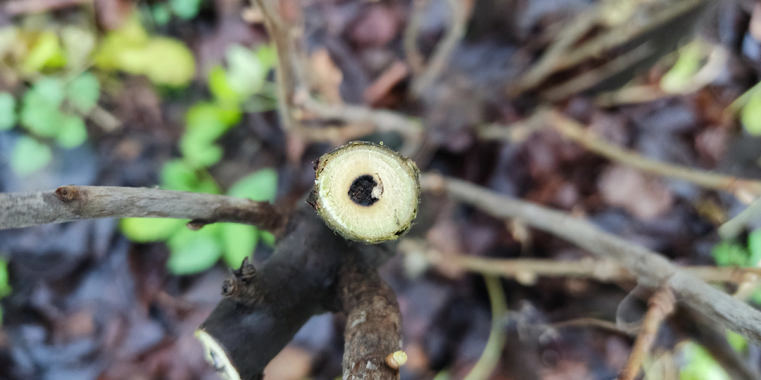 Не спеши выкорчевывать смородину, если увидишь такое при обрезке!
