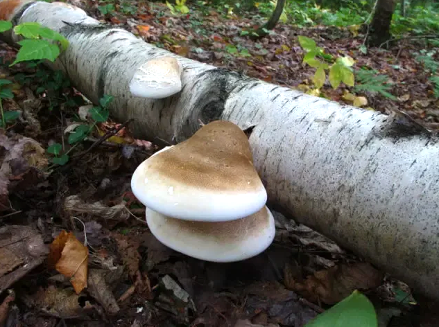 Гриб Березовая губка