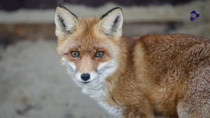      Фото: Дмитрий Ахмадуллин / / ИА «Победа26»