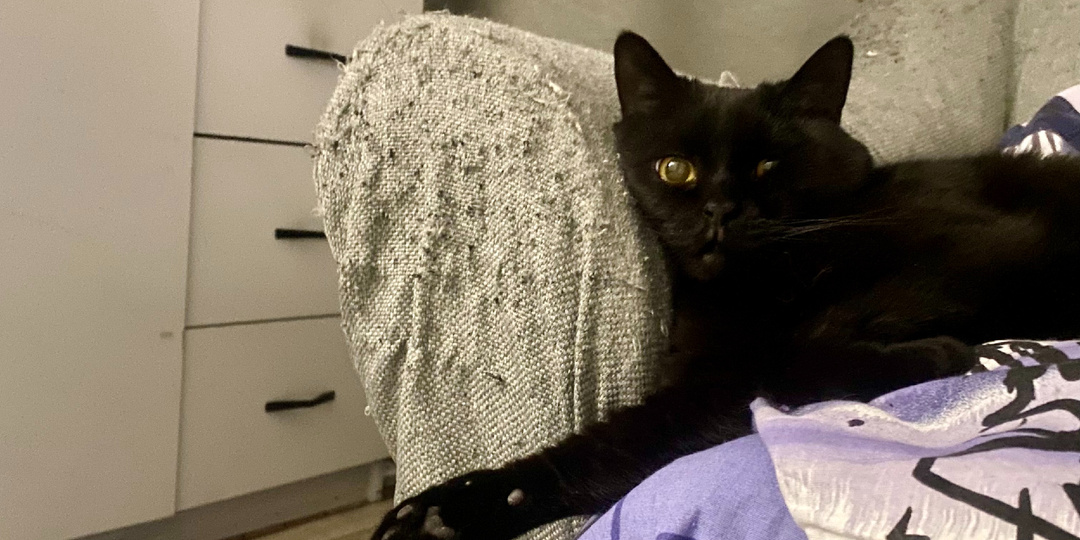 Как отучить кошку царапать мебель