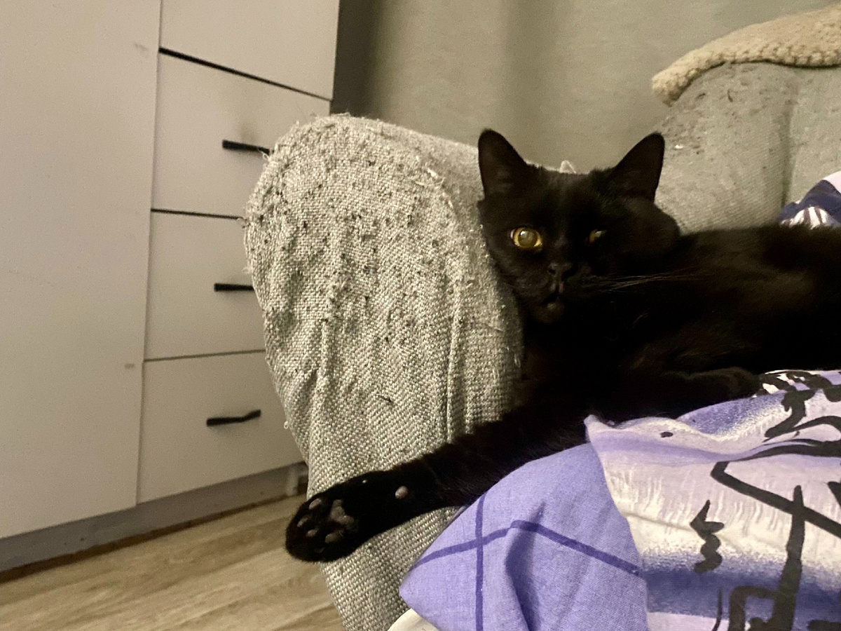 Знакомьтесь, дизайнер Тайсон