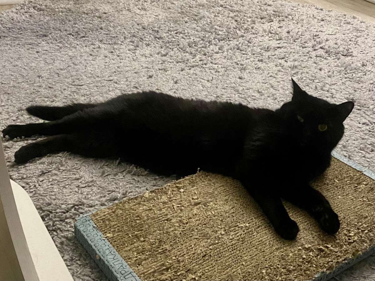 Есть 5 когтеточек, но на них мы спим:)