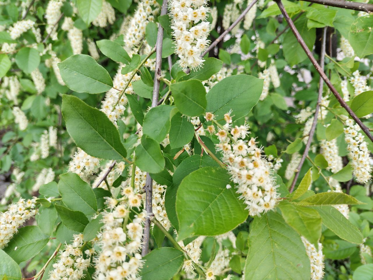 Фото автора.