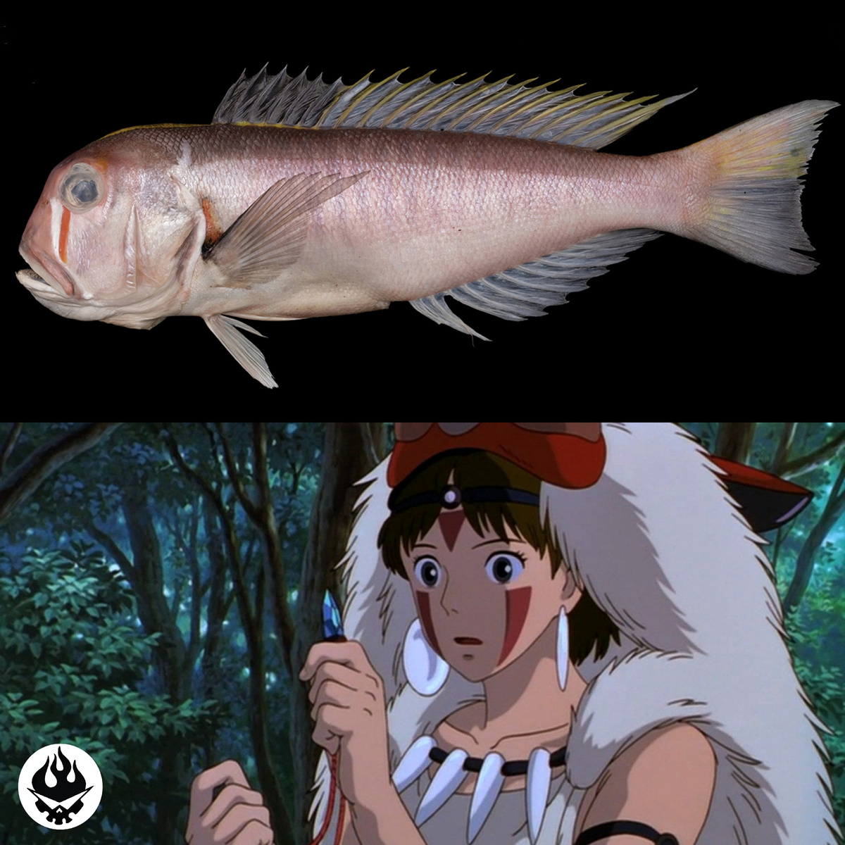 Красные полосы можно увидеть и у Сан, и у Branchiostegus sanae. 