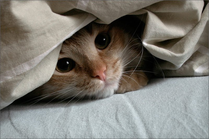 🐱Почему кошка прячется под одеяло: 5 убедительных причин