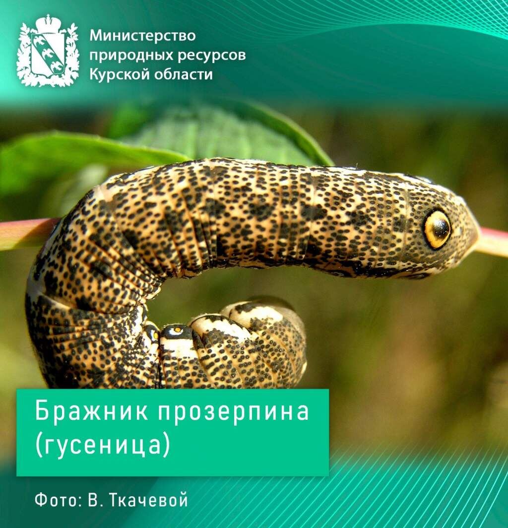    Фото: Лилии Тимошенко, Валентины Ткачевой, Сергея Кочетова