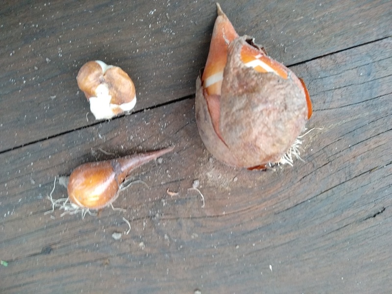 Оставшиеся три луковицы