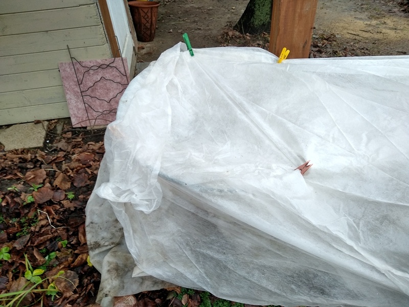 Здесь под спанбондом посадила тюльпаны