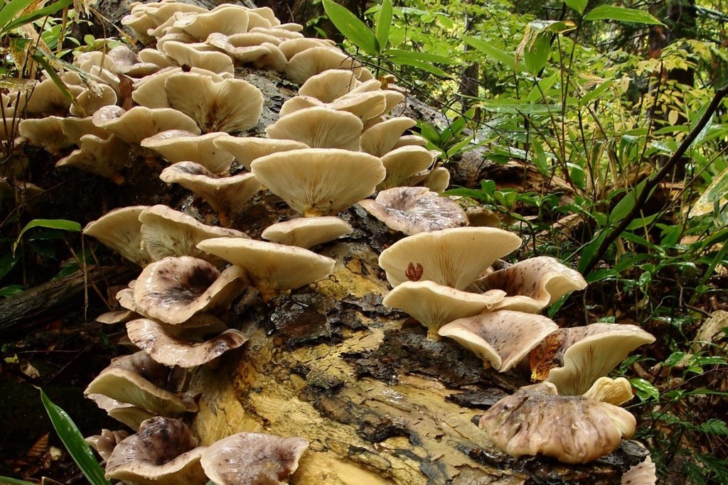    Фото © Wikipedia / aomorikuma