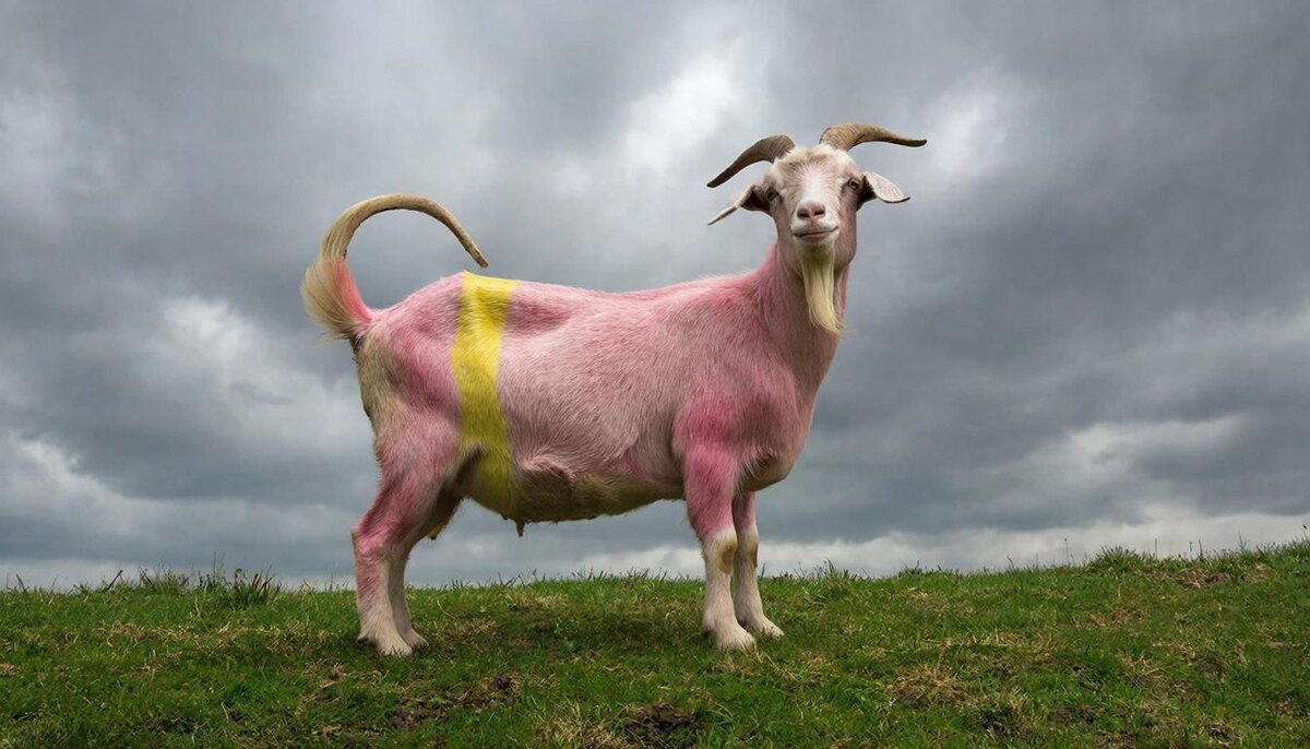 розовая коза