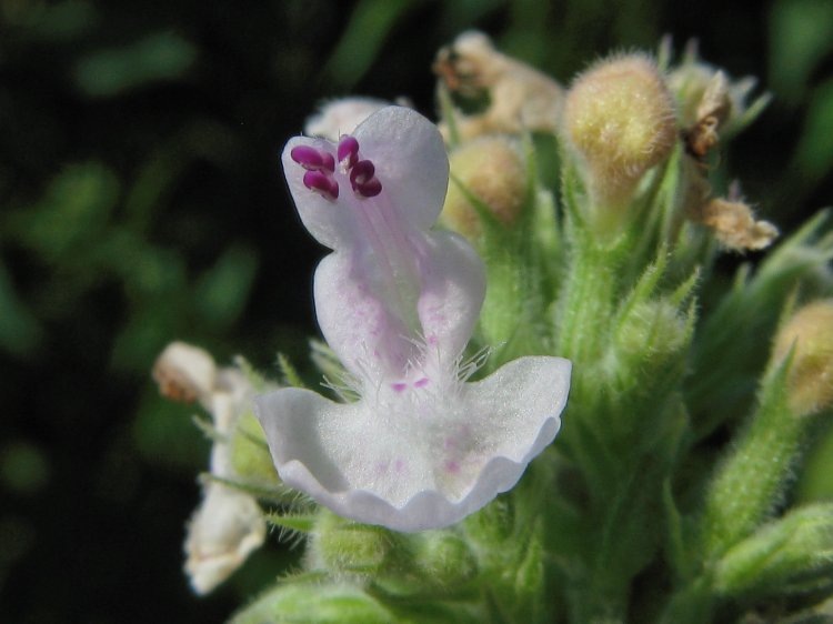 Котовник кошачий или кошачья мята.