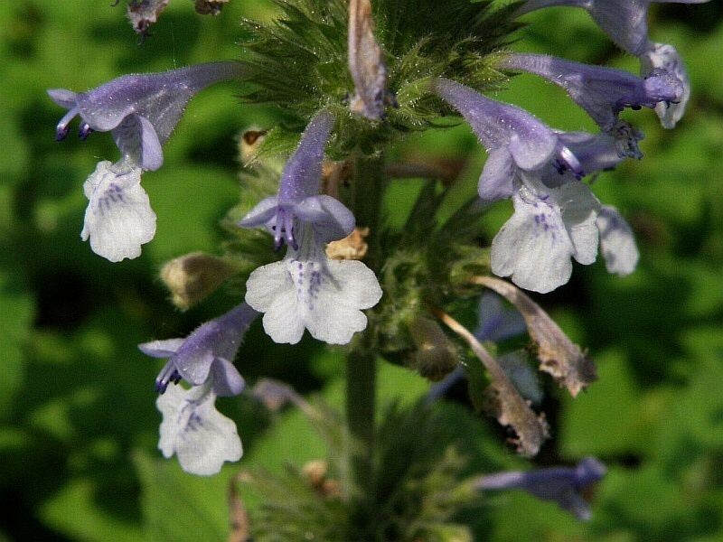 Декоративные сорта котовника станут украшением любого цветника.