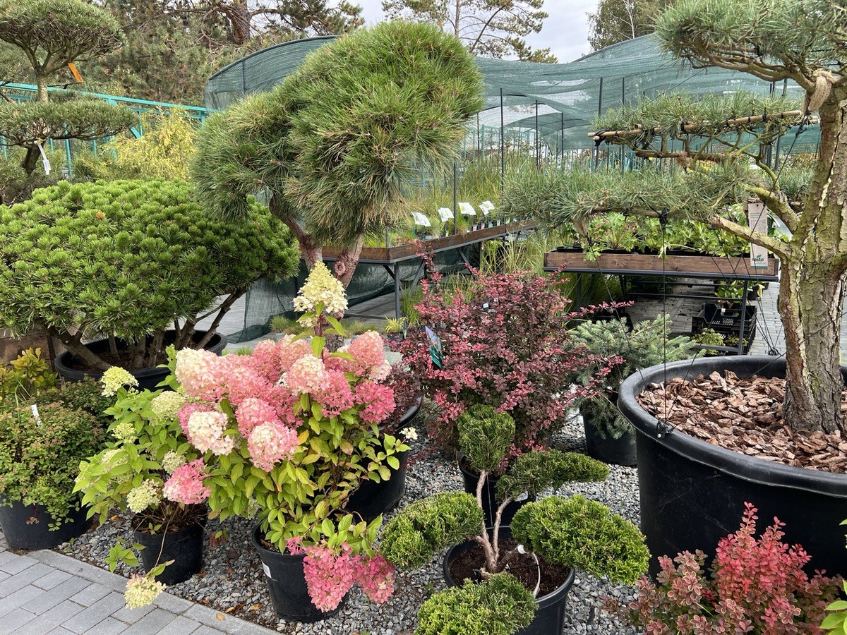 Гортезии в питомнике