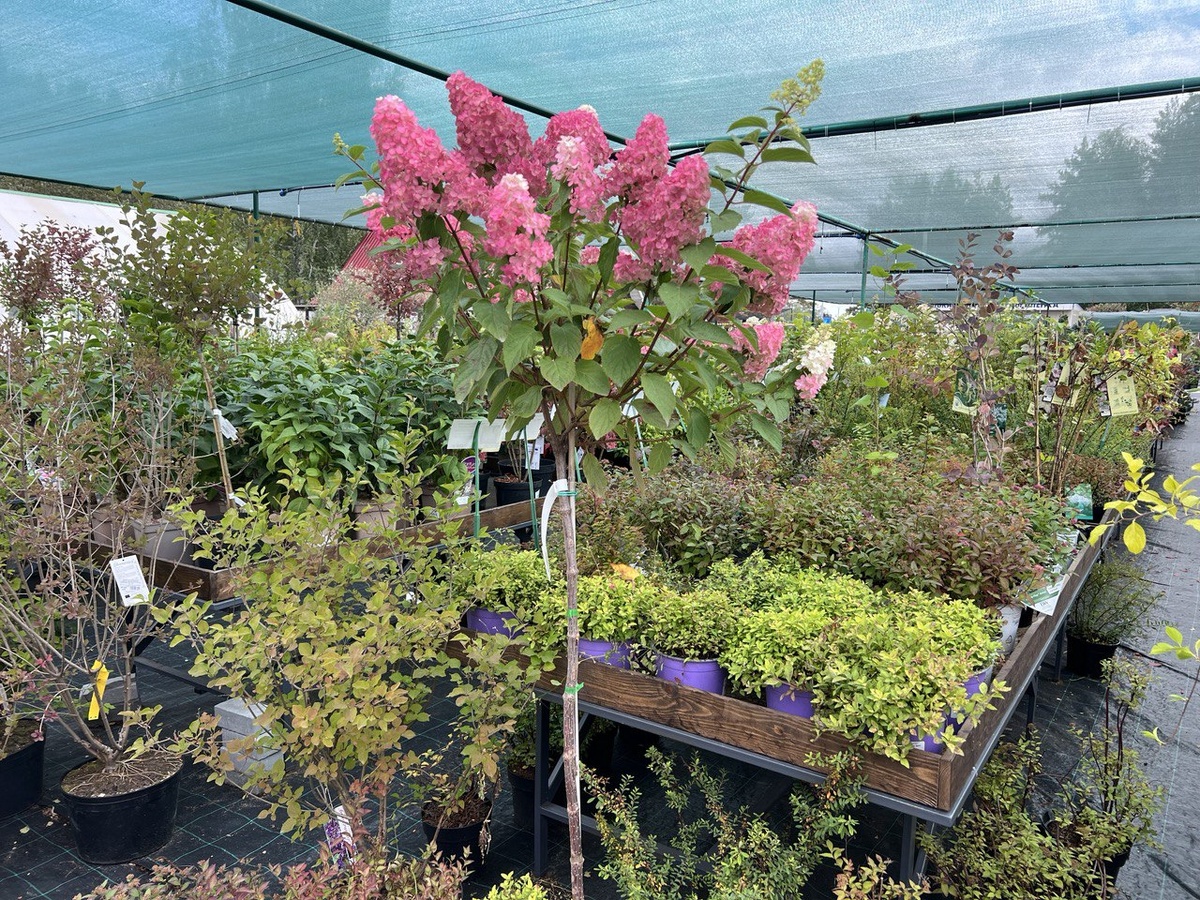 Гортензии в садовом центре