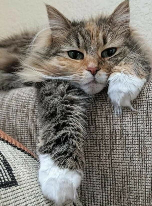 иллюстрация из яндекс картинки.