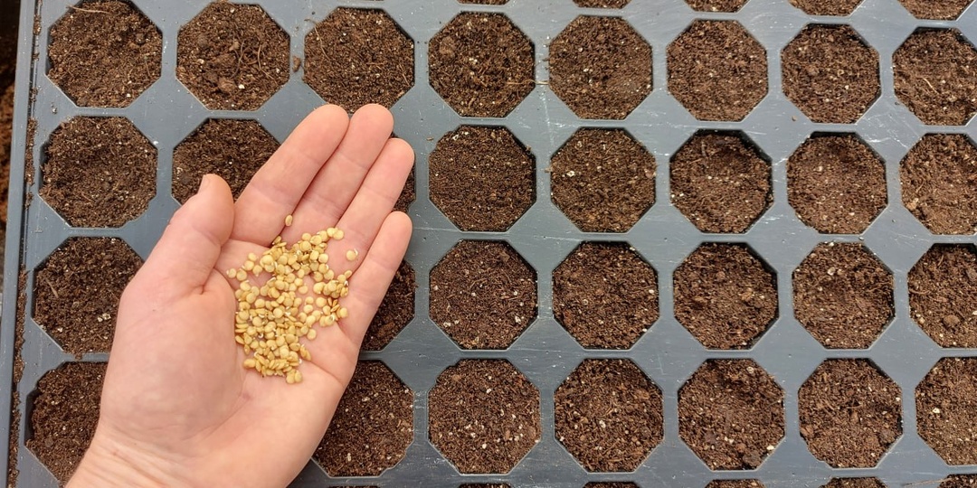 БЛАГОПРИЯТНЫЕ ДНИ ДЛЯ ПОСЕВА ПЕРЦА В 2026 ГОДУ