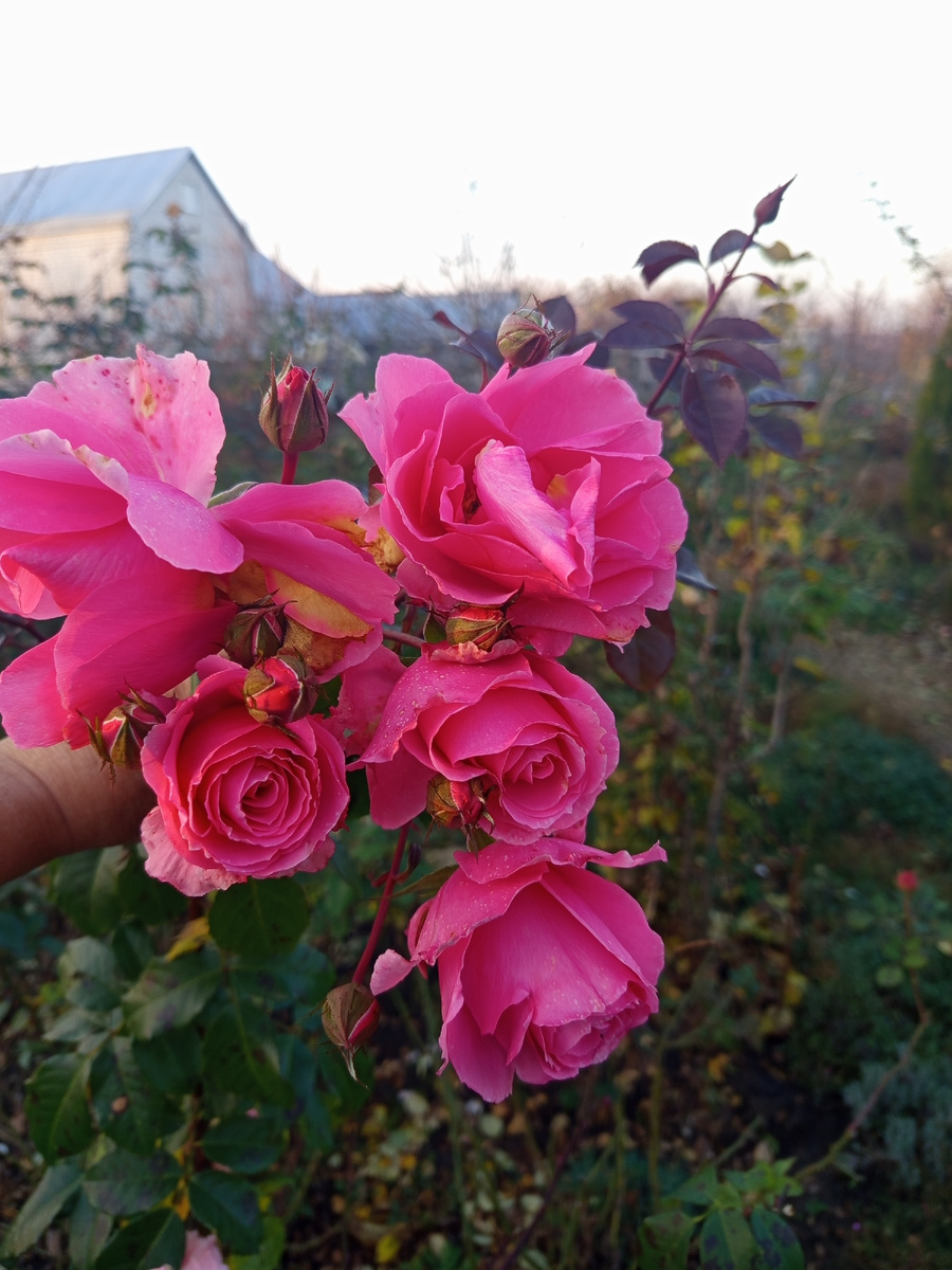 Ю ар э Бьютифул 27 ноября