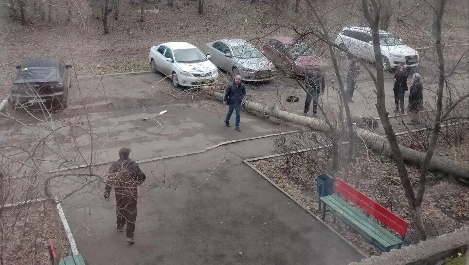    Дерево упало на девушку в Оренбурге   тг-канал «Новости Оренбурга и области»