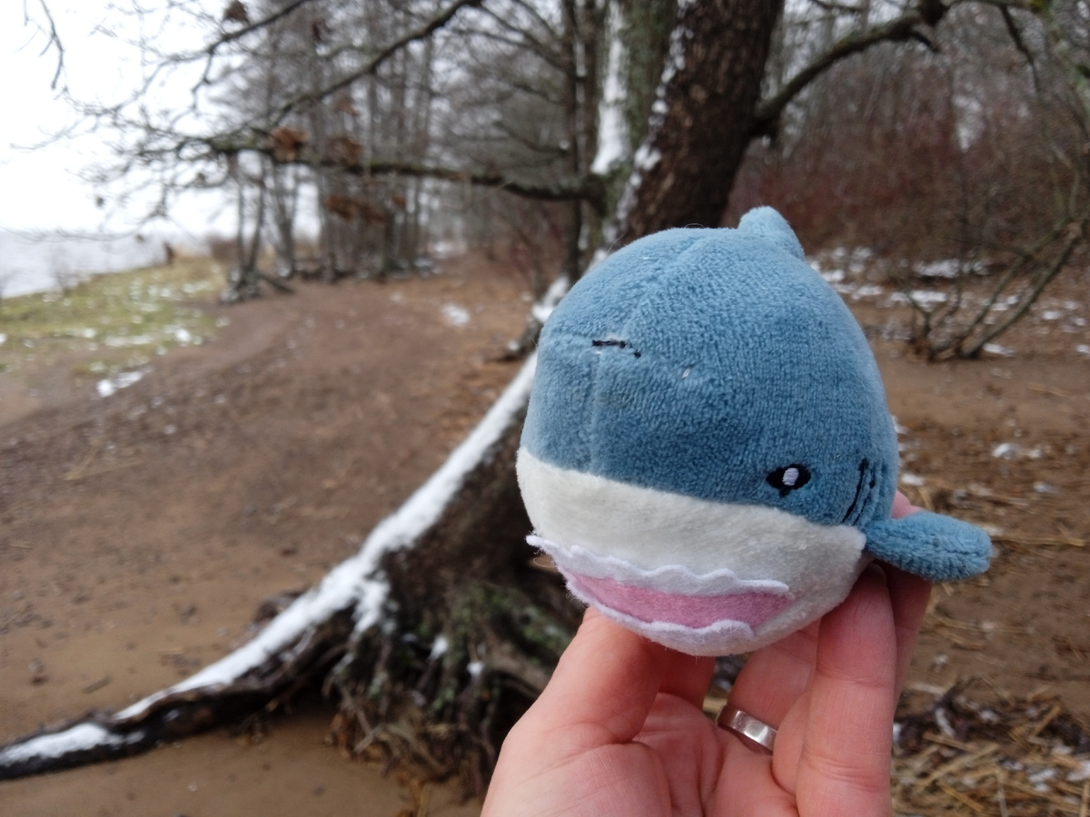 21 ноября 2025 Сестрорецк. Фотографии авторские.