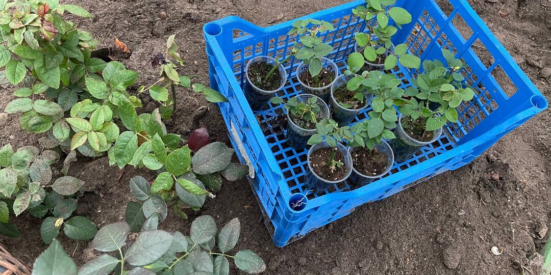 Как передержать саженцы роз зимой дома + еще 3 способа удачной перезимовки