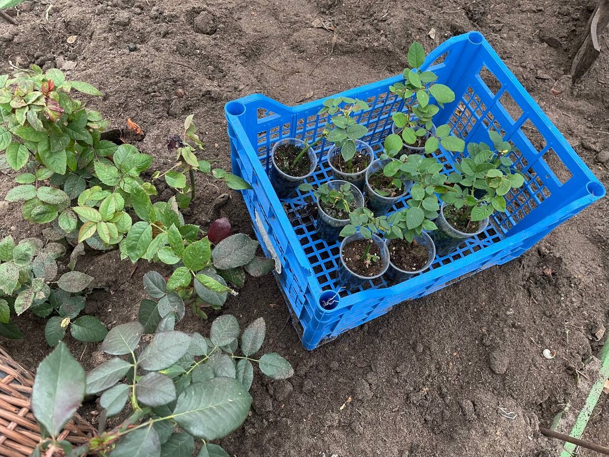 Саженцы роз, укорененные этим летом. Фото автора
