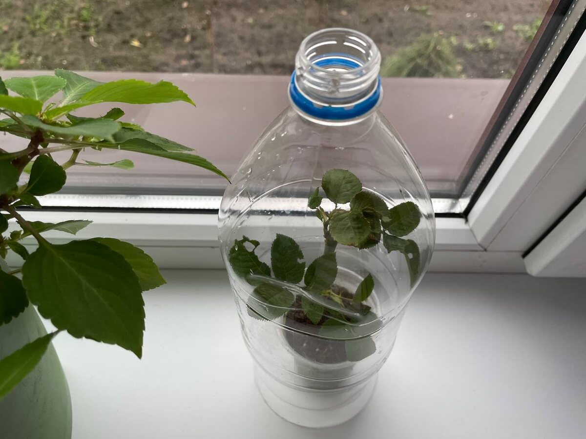 Саженцы можно поместить под бутылку. Фото автора